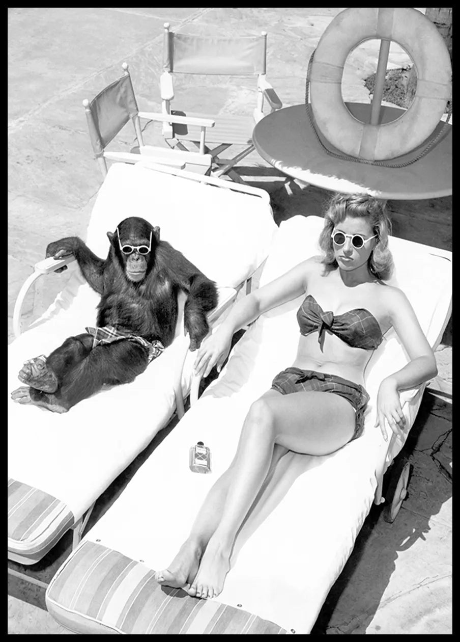 Schimpansen-Affe beim Sonnenbaden Poster - Posterbox.no