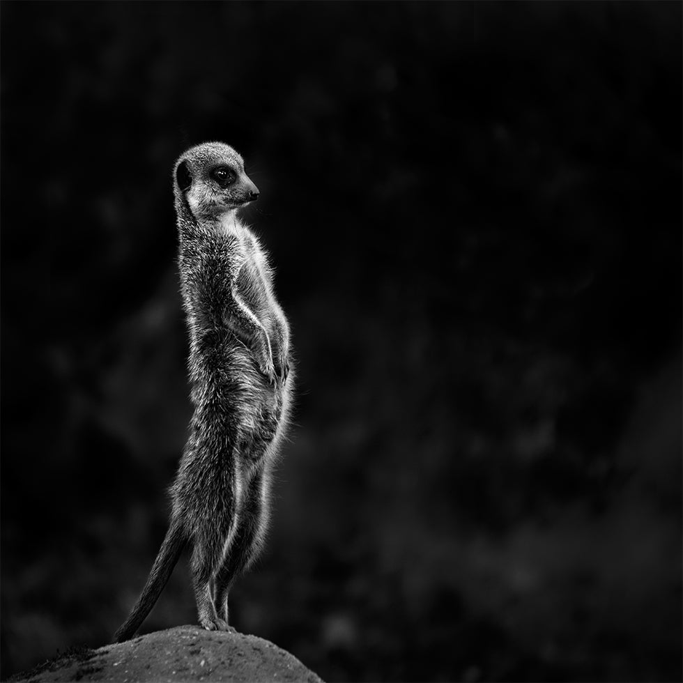The meerkat Plakat - Posterbox