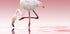 Flamingo - Posterbox