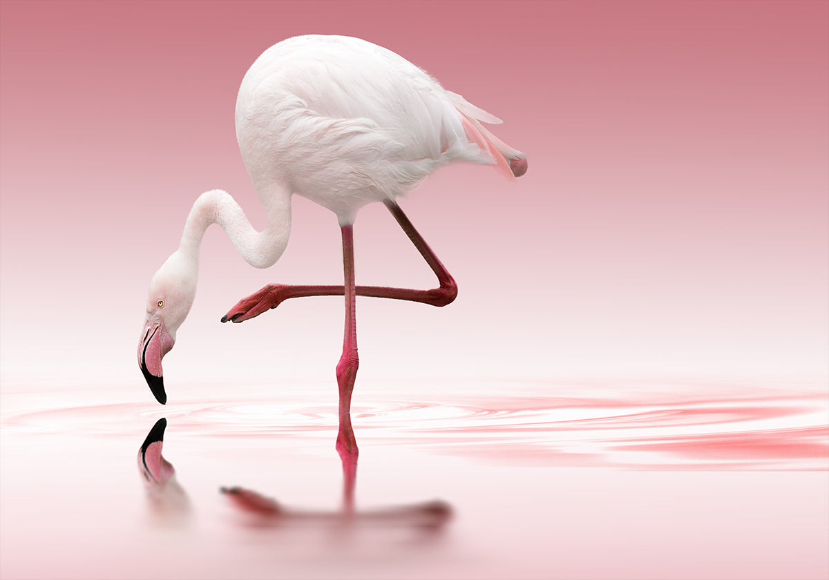 Flamingo - Posterbox