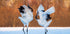 The dance of love Plakat - Posterbox