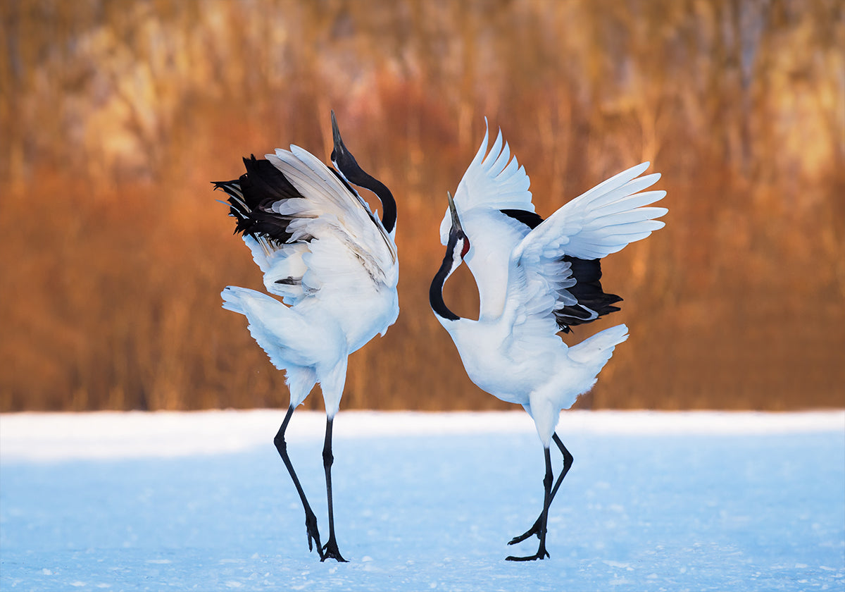 The dance of love Plakat - Posterbox