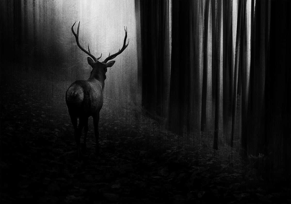 Stag - Posterbox