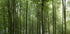 Forest... - Posterbox