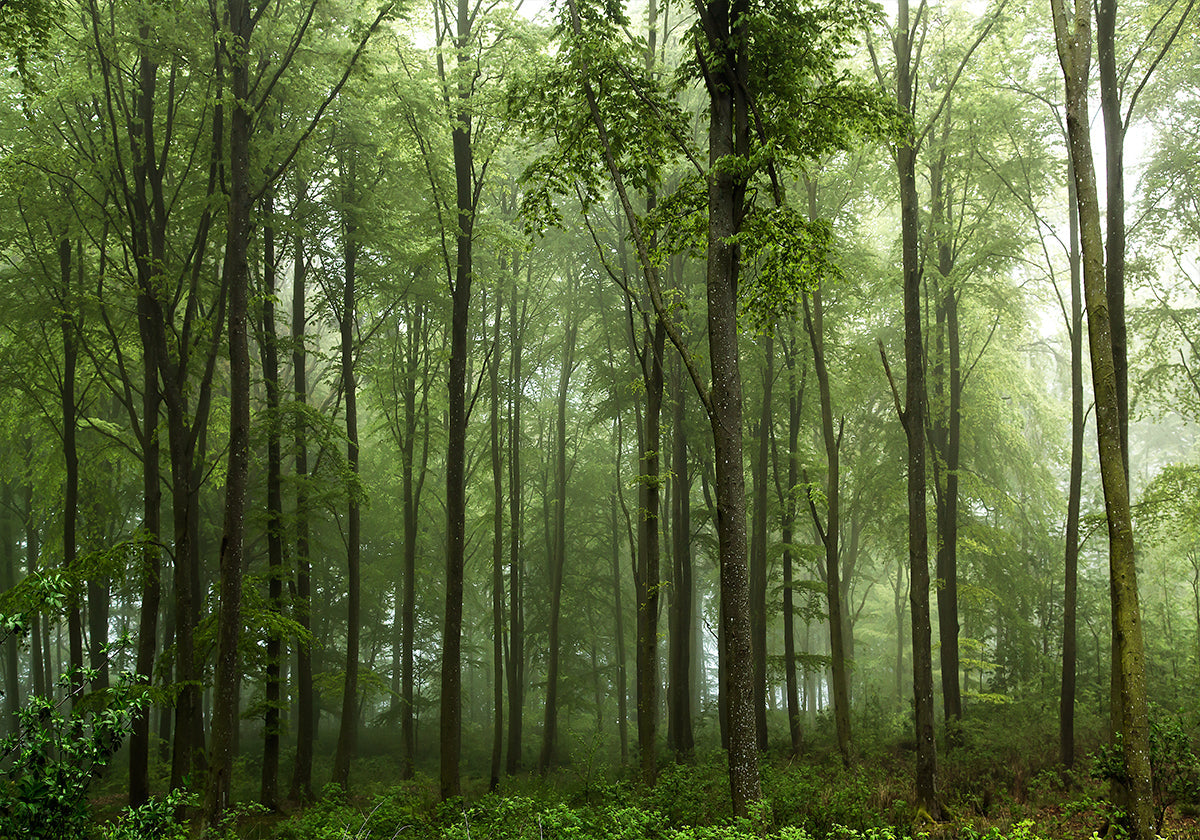 Forest... - Posterbox