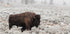 Late Fall Yellowstone - Posterbox