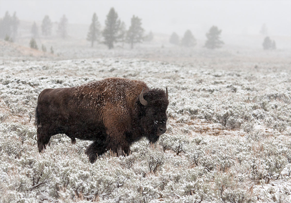 Late Fall Yellowstone - Posterbox