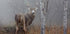 White-tailed buck - In the autumn fog Plakat - Posterbox