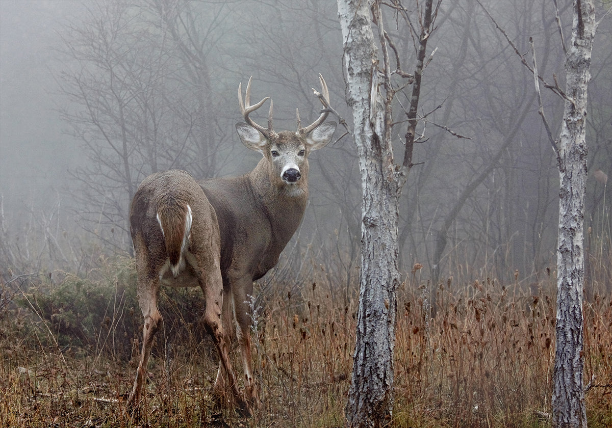 White-tailed buck - In the autumn fog Plakat - Posterbox