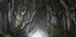 DARK HEDGES - Posterbox