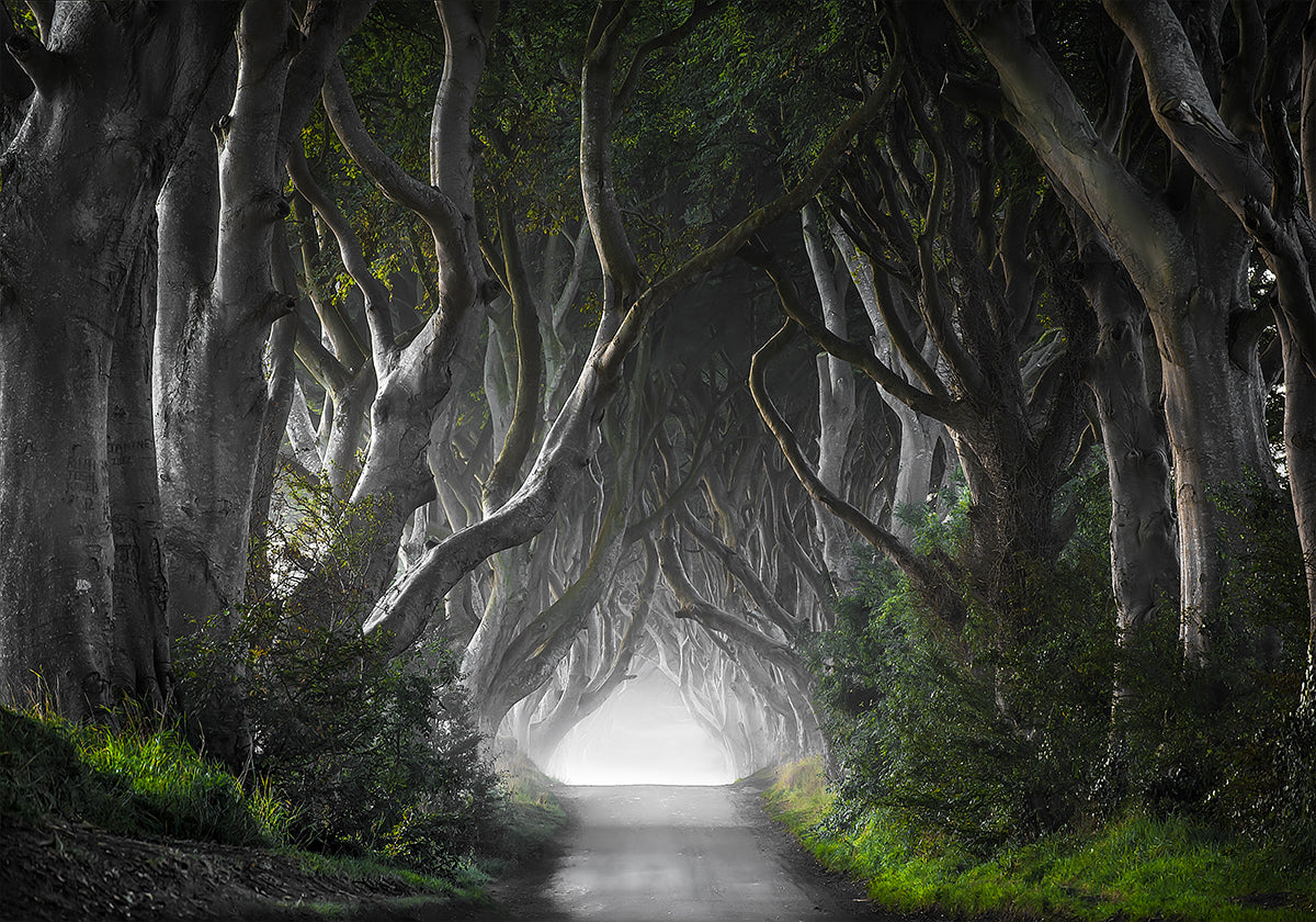 DARK HEDGES - Posterbox