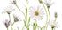 Cape Daisies Plakat - Posterbox