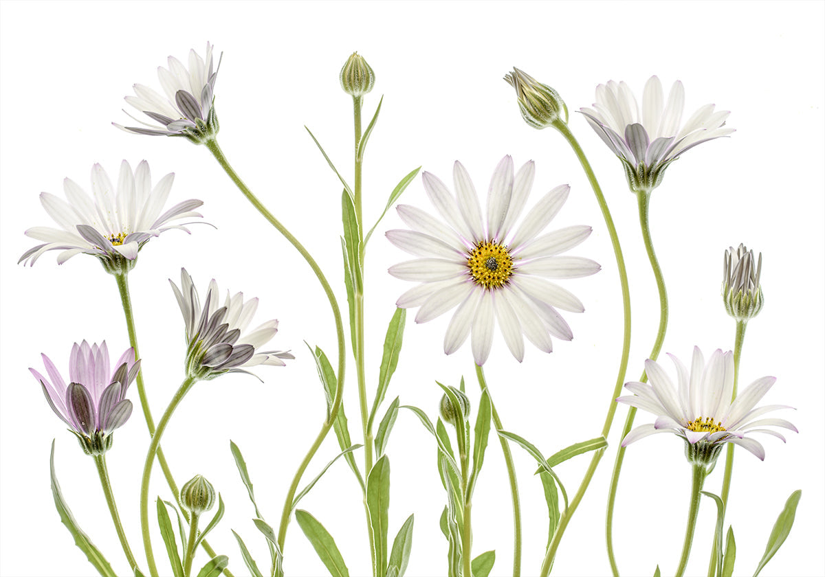 Cape Daisies Plakat - Posterbox