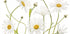 Ox eye Daisies Plakat - Posterbox