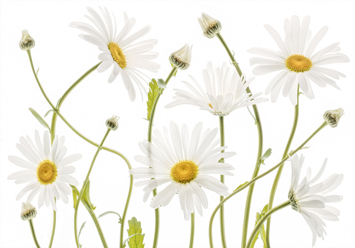 Ox eye Daisies Plakat - Posterbox
