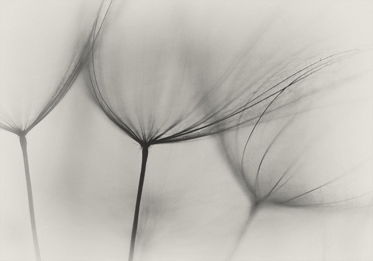 Tragopogon - Posterbox