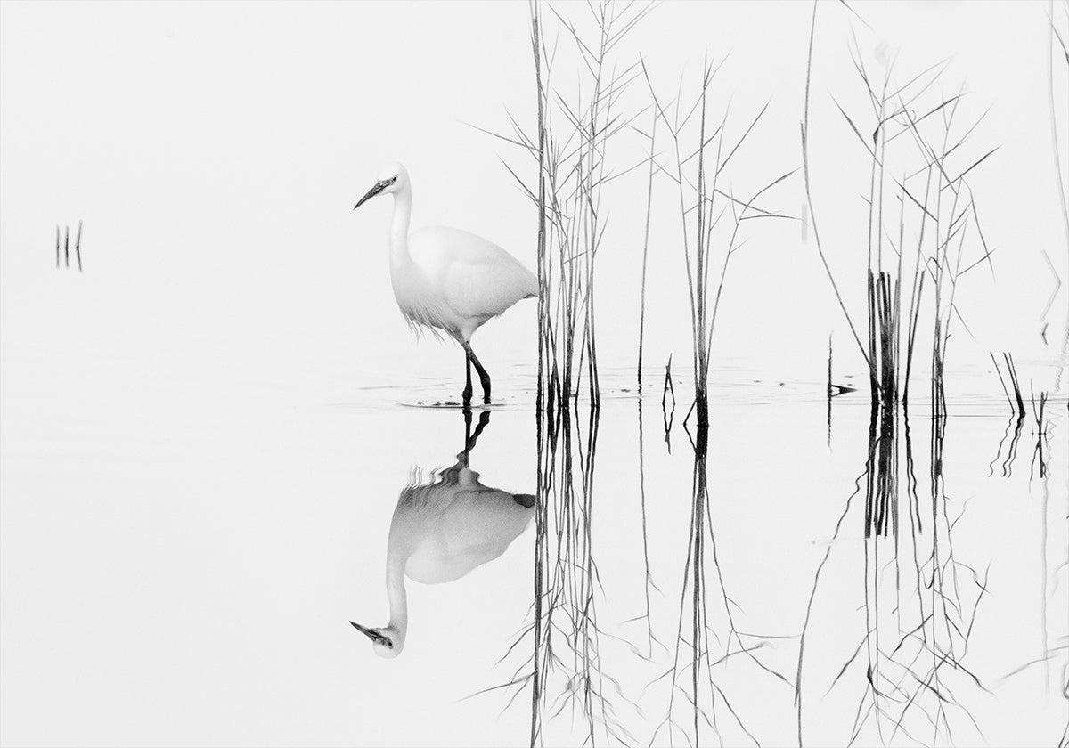 white - Posterbox