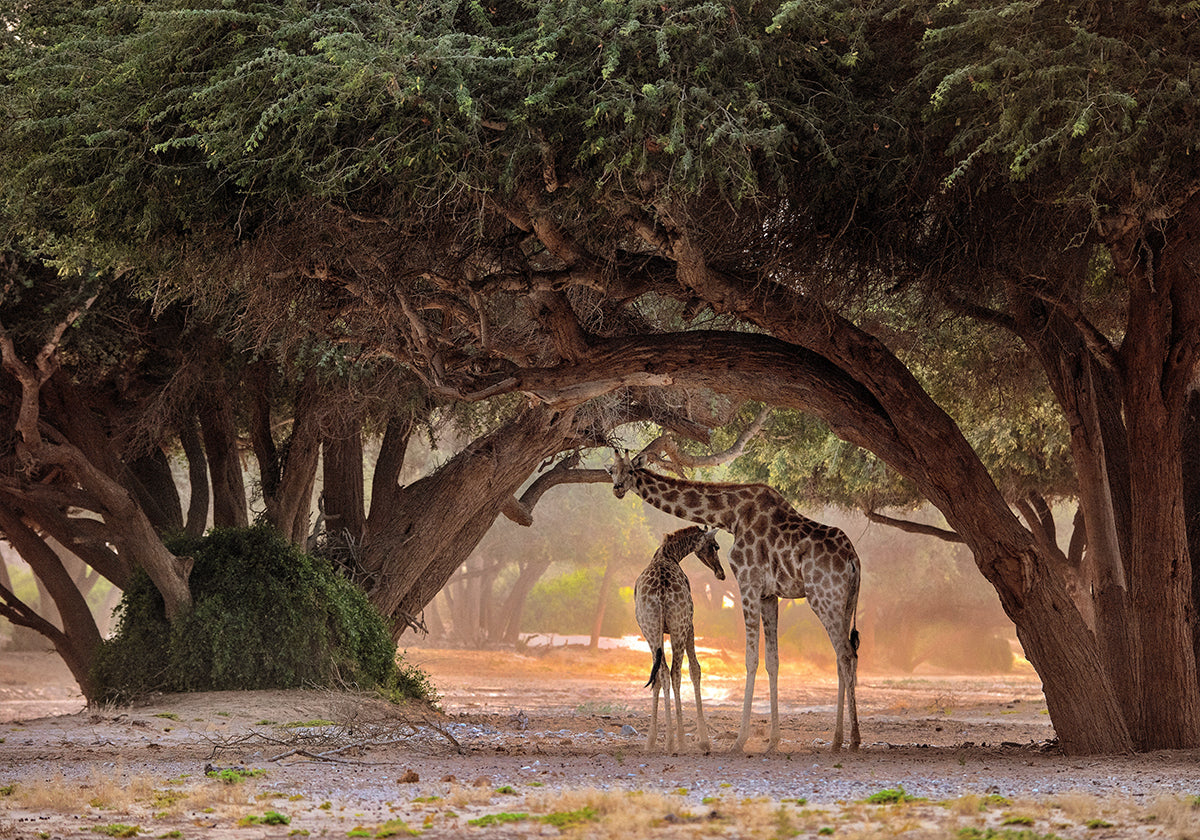 Giraffe - Namibia - Posterbox