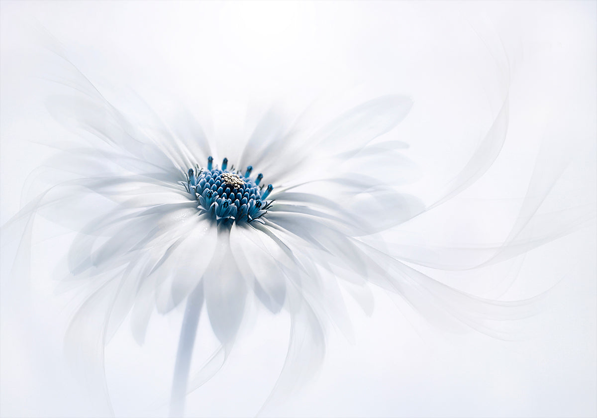 Serenity - Posterbox
