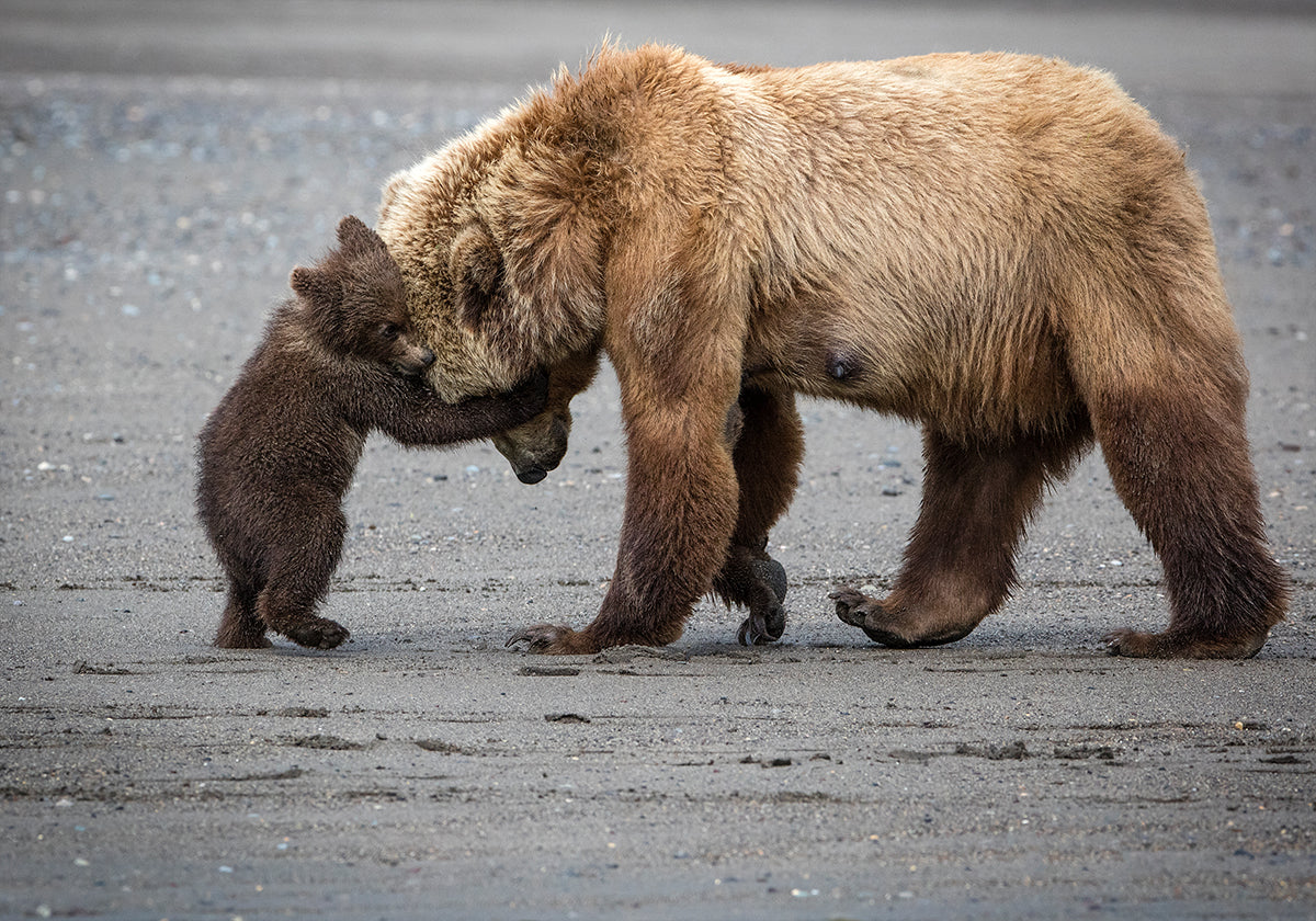 A Little Bear Hug Plakat - Posterbox