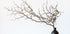 Vase And Branch - Posterbox