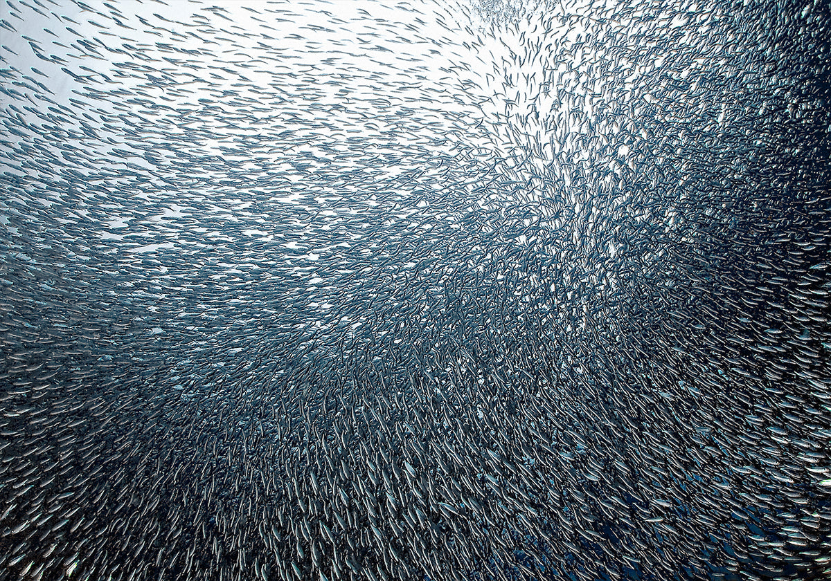 Sardines Firework - Posterbox