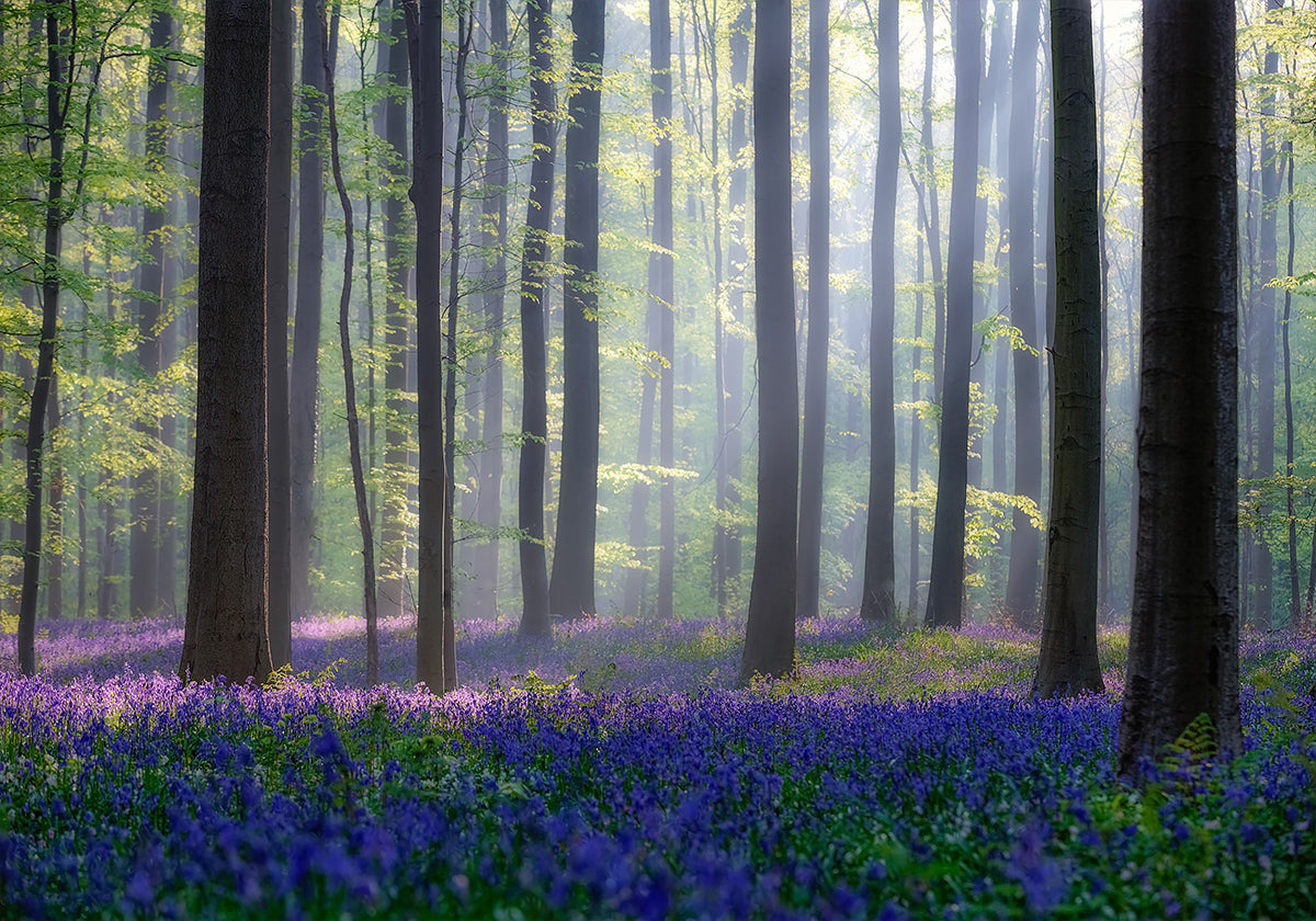 Bluebells Plakat - Posterbox