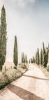 Cypress Tree Alley Poster - Posterbox.no
