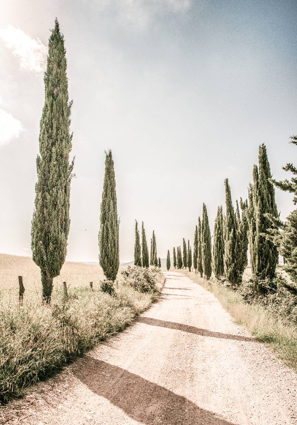 Cypress Tree Alley Poster - Posterbox.no