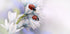 Ladybirds - Posterbox