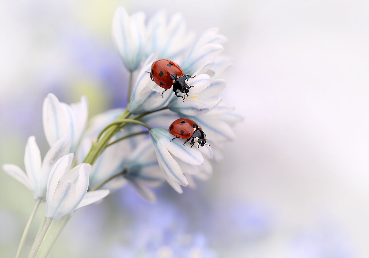 Ladybirds - Posterbox