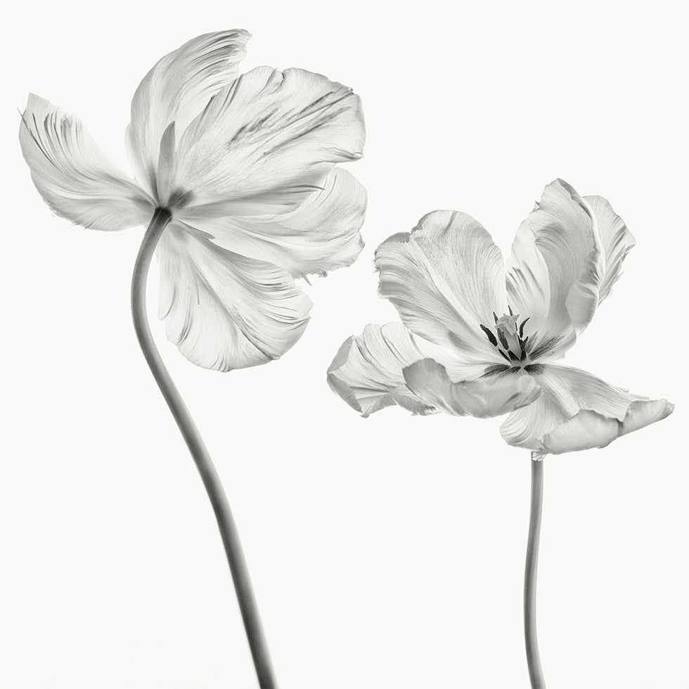 Same tulip Plakat - Posterbox