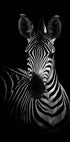 The Zebra Plakat - Posterbox