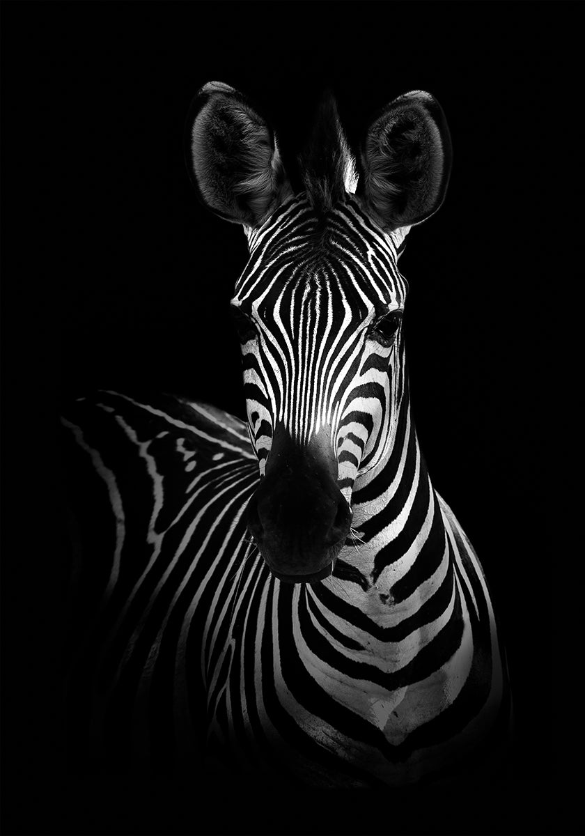 The Zebra Plakat - Posterbox