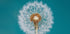 Dandelion - Posterbox