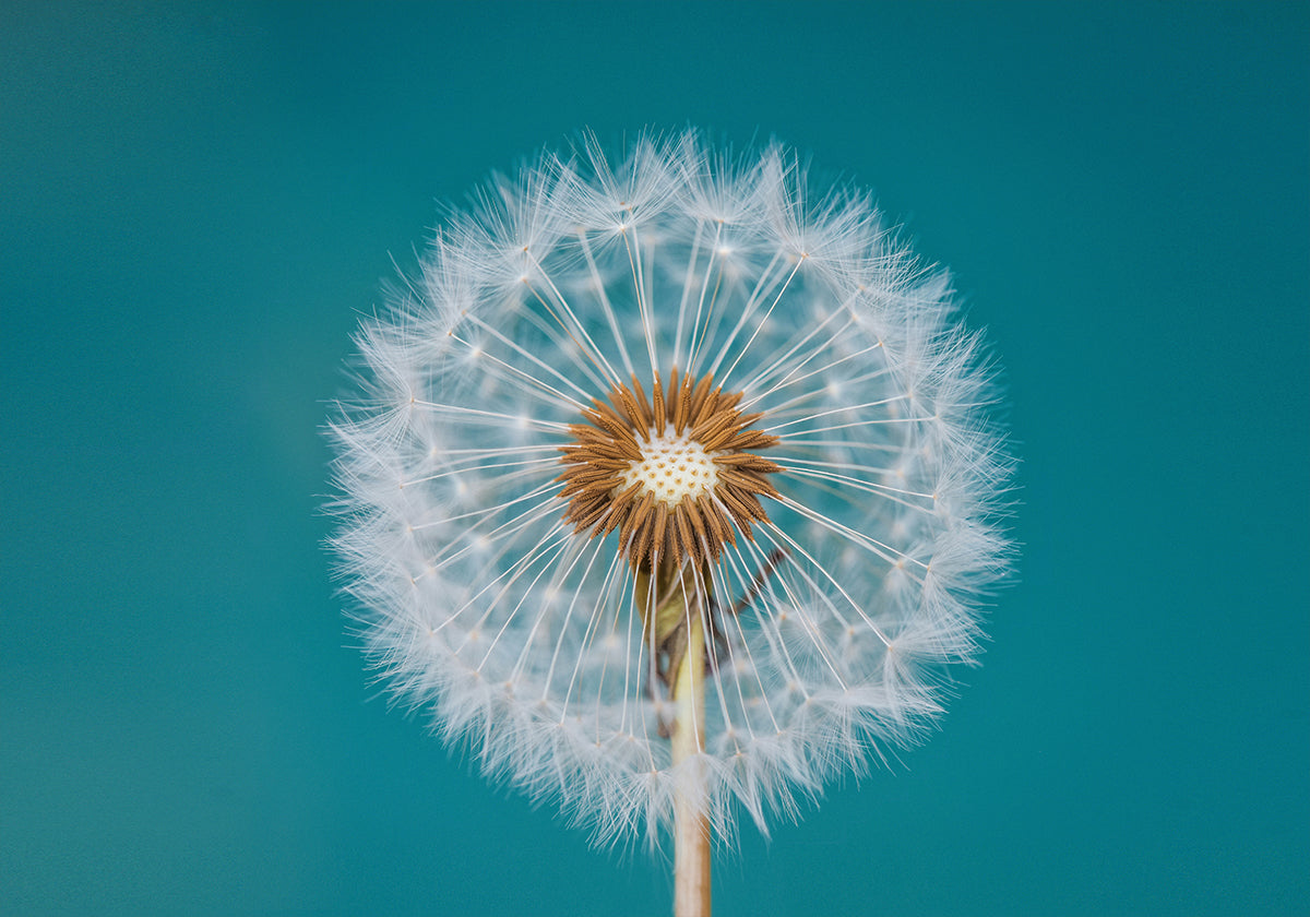Dandelion - Posterbox