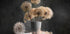 Dandelion Seed Pod - Posterbox