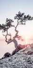 Poster „Morgensonne“ - Posterbox.no