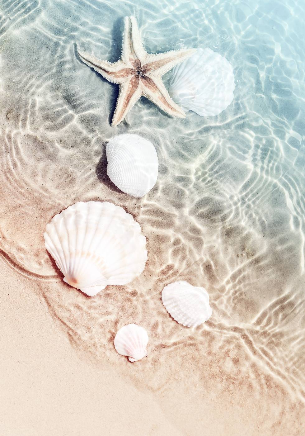 Poster mit Seestern und Muscheln - Posterbox.no