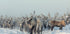 Reindeers - Posterbox