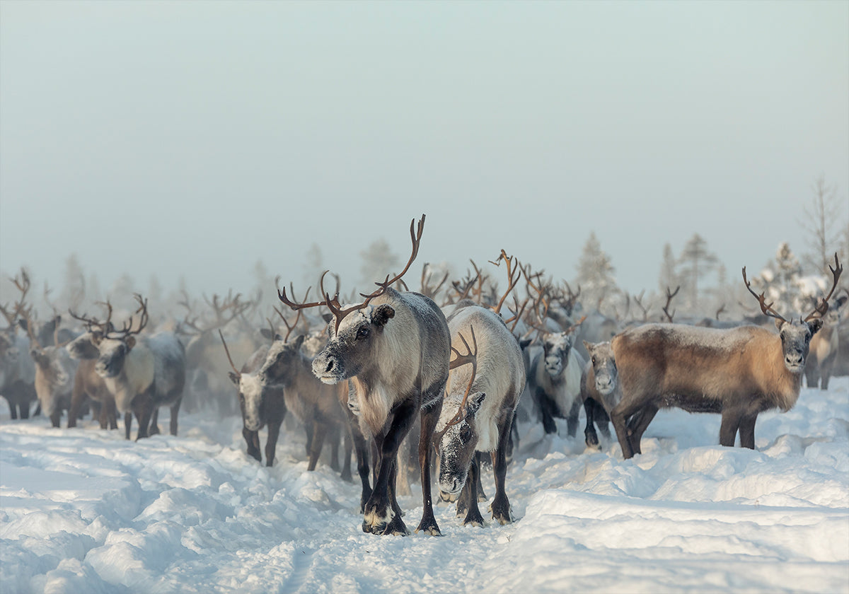Reindeers - Posterbox