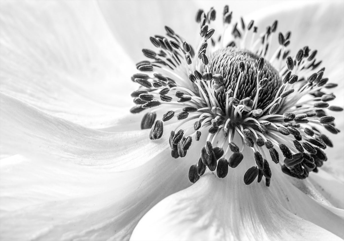 Anemone - Posterbox