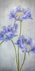 Scabiosa Plakat - Posterbox