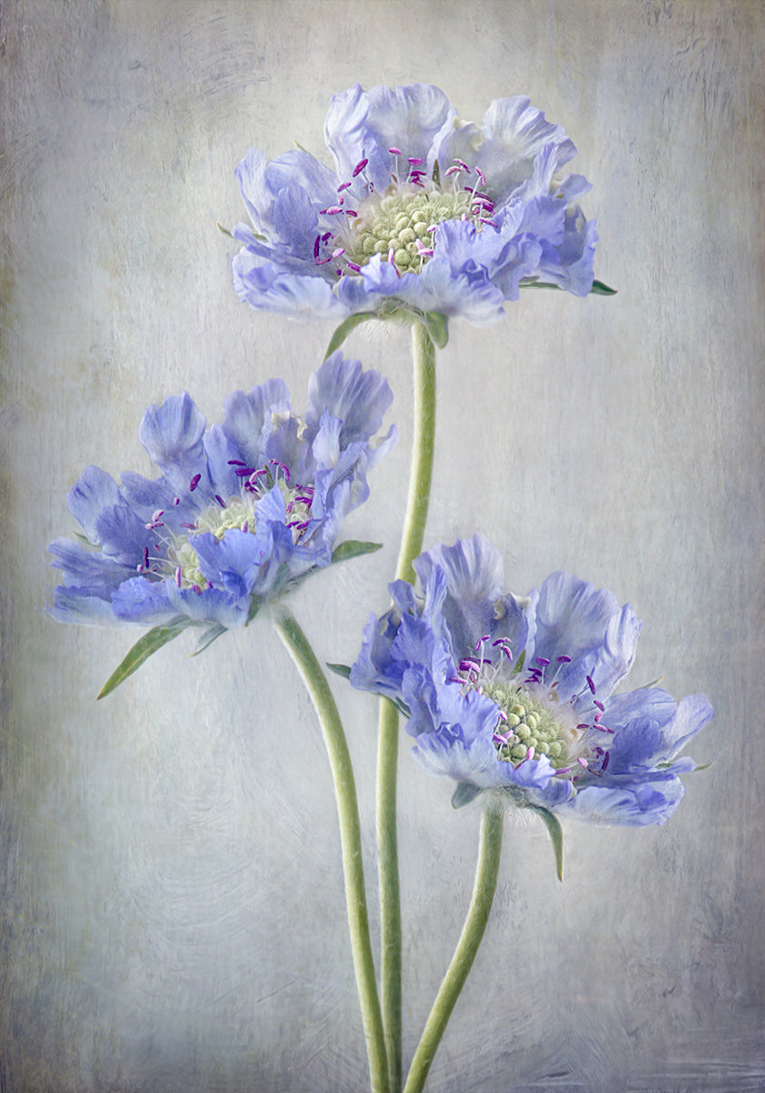 Scabiosa Plakat - Posterbox