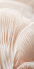 Pilz-Makro-Poster - Posterbox.no