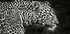 Leopard Close Up Plakat - Posterbox