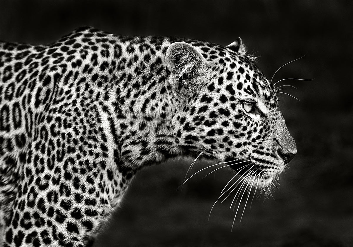 Leopard Close Up Plakat - Posterbox