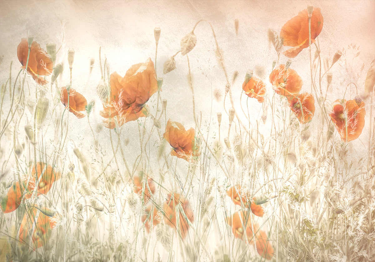 Poppies in the field - Posterbox