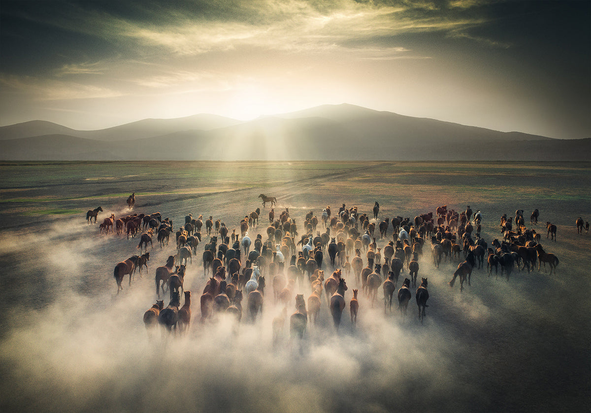 Wild Horses Plakat - Posterbox