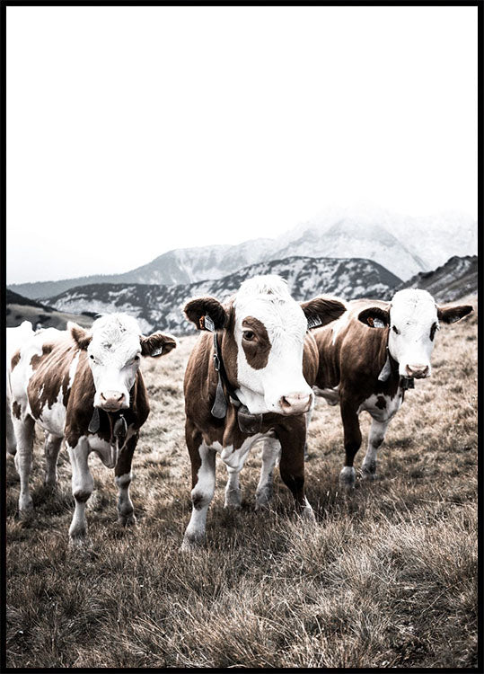 Poster „Rinder im Feld“ - Posterbox.no
